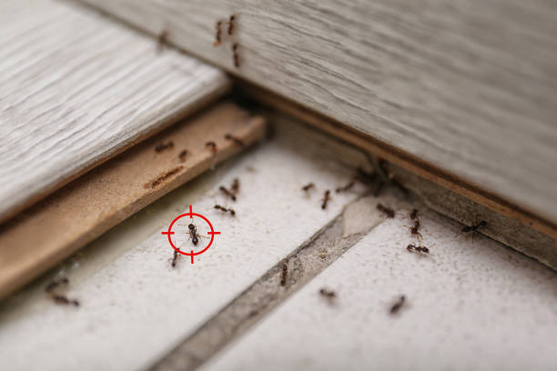 Best Pest Control Near Me  in Suamico, WI