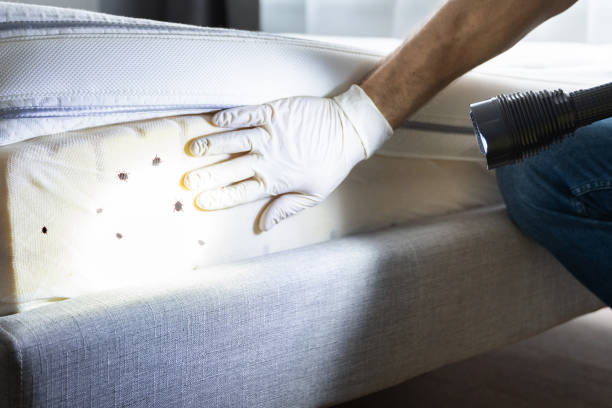 Best Rat Extermination Near Me  in Suamico, WI