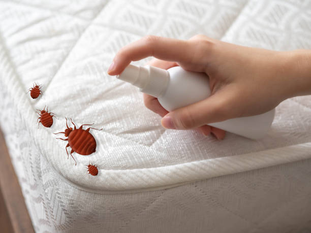 Wasp Removal Services in Suamico, WI